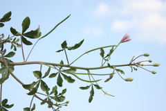 Cleome chelidonii